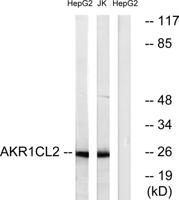 AKR1CL2 Polyclonal Antibody
