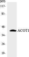 ACOT1 Polyclonal Antibody