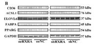 ACSL1 Polyclonal Antibody