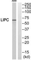 Hepatic Lipase Polyclonal Antibody