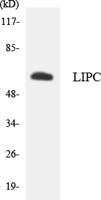 Hepatic Lipase Polyclonal Antibody