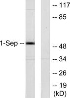 Septin 1 Polyclonal Antibody