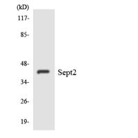 Septin 2 Polyclonal Antibody