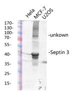 Septin 3 Polyclonal Antibody