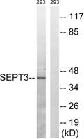 Septin 3 Polyclonal Antibody