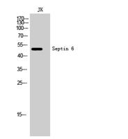Septin 6 Polyclonal Antibody