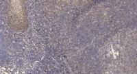 Septin 7 Polyclonal Antibody