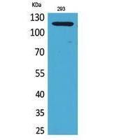 SERCA2 Polyclonal Antibody