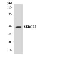 SERGEF Polyclonal Antibody