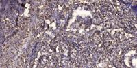 SERGEF Polyclonal Antibody