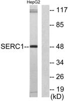 Serinc1 Polyclonal Antibody