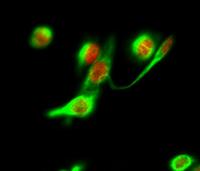 Histone H2A.X Polyclonal Antibody