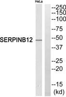 Serpin B12 Polyclonal Antibody
