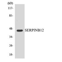 Serpin B12 Polyclonal Antibody