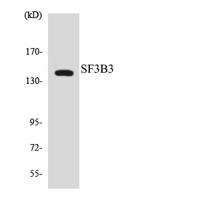 SF3b130 Polyclonal Antibody