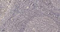 SFRP3 Polyclonal Antibody