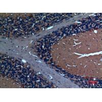 Sg III Polyclonal Antibody