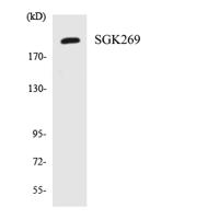SgK269 Polyclonal Antibody