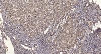 SgK269 Polyclonal Antibody