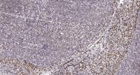 Sgo1 Polyclonal Antibody