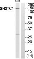 SH3TC1 Polyclonal Antibody