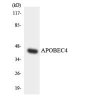 APOBEC4 Polyclonal Antibody