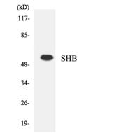 Shb Polyclonal Antibody