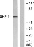 SH-PTP1 Polyclonal Antibody