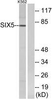 Six5 Polyclonal Antibody
