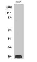 Skp1 p19 Polyclonal Antibody