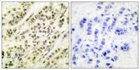 Skp1 p19 Polyclonal Antibody