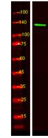 SL9C1 Polyclonal Antibody
