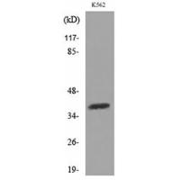 SLAM Polyclonal Antibody