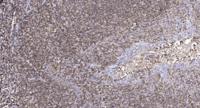 SLC10A4 Polyclonal Antibody