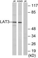 SLC43A1 Polyclonal Antibody