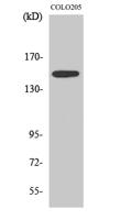 SLK Polyclonal Antibody