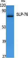 SLP-76 Polyclonal Antibody
