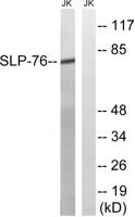 SLP-76 Polyclonal Antibody