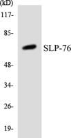 SLP-76 Polyclonal Antibody