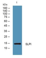 SLPI Polyclonal Antibody