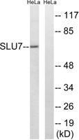 SLU7 Polyclonal Antibody