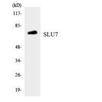 SLU7 Polyclonal Antibody