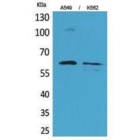Smad1 Polyclonal Antibody