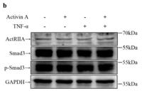 Smad3 Polyclonal Antibody