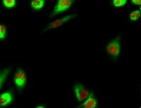Smad3 Polyclonal Antibody