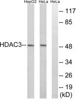 SMAP45 Polyclonal Antibody