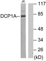 SMIF Polyclonal Antibody