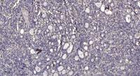 SMIF Polyclonal Antibody