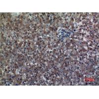 ALDH1A1 Polyclonal Antibody