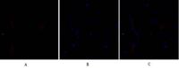 SNAI 1 Polyclonal Antibody